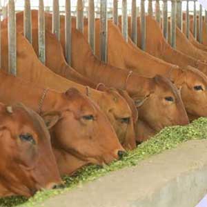 Blanket Distribution Event